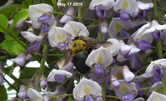 Xylocopa appendiculata