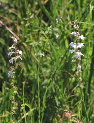 Lobelia spicata