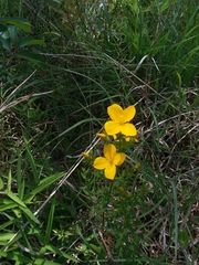 Rhexia lutea
