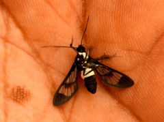 Pheia albisigna