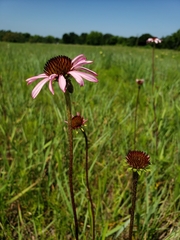 Echinacea atrorubens