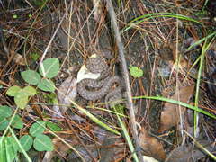 Storeria storerioides