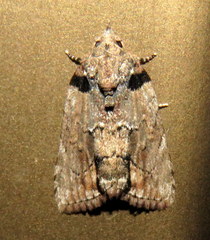 Etanna clopaea