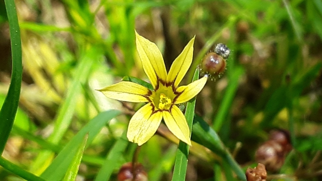 Blue Pigroot from 6407 Two Notch Rd, Columbia, SC 29223, USA on May 16