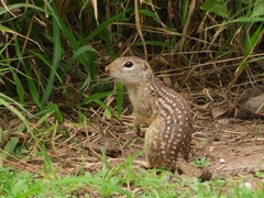 Ictidomys parvidens