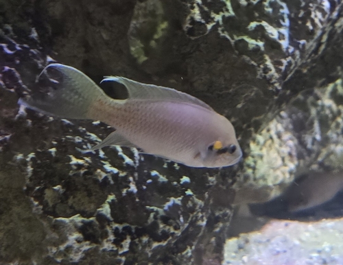 Fairy cichlid (Neolamprologus brichardi) — Cichlidae — 2