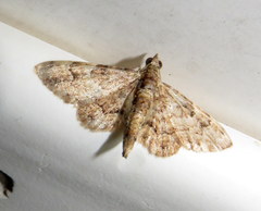 Gymnoscelis lophopus