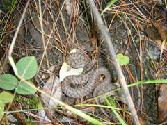 Storeria storerioides