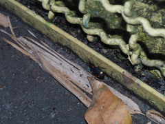 Chlaenius bioculatus