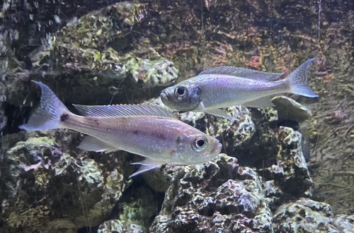 Smallscale haplotaxodon (Haplotaxodon microlepis) — Cichlidae — 3