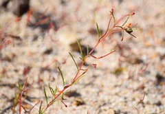Camissonia contorta