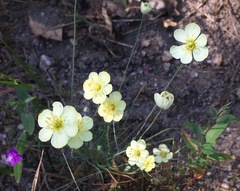 Hesperomecon linearis