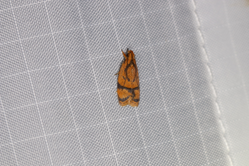 Periacma equivalvata