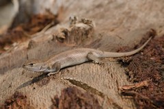 Sceloporus subniger