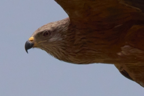 Black Kite