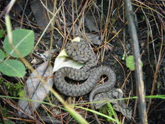 Storeria storerioides