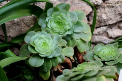 Aeonium canariense