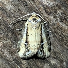 Acrapex relicta