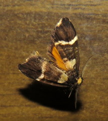 Thallarcha phalarota