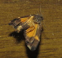 Thallarcha phalarota