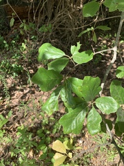 Quercus arkansana