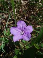 Ruellia pinetorum