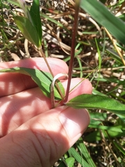 Ruellia pinetorum
