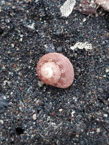 Clanculus berthelotii