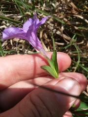 Ruellia pinetorum