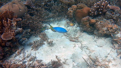 Caesio lunaris