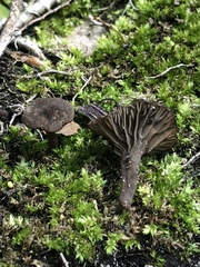 Arrhenia griseopallida