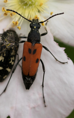 Anastrangalia laetifica