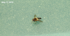 Helophilus eristaloidea