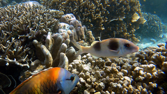 Parupeneus crassilabris