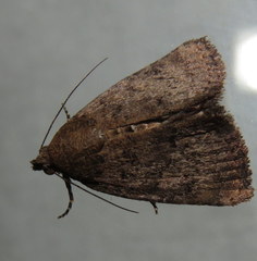 Amyna natalis