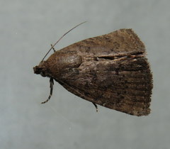 Amyna natalis