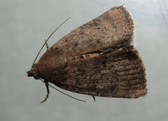 Amyna natalis
