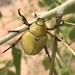 Shining Leaf Chafer Beetle - Photo (c) Joan, some rights reserved (CC BY-NC), uploaded by Joan