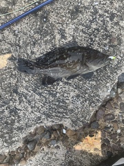 Mycteroperca acutirostris