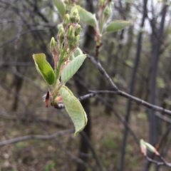 Amelanchier spicata