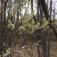 Amelanchier spicata