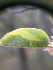 Amelanchier spicata