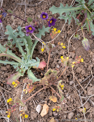 Phacelia monoensis