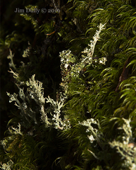 Cladonia scabriuscula