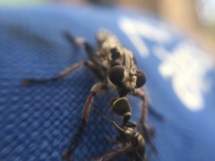 Andrenosomatini