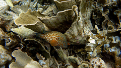 Cephalopholis cyanostigma