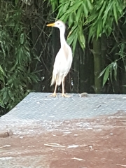 Bubulcus ibis