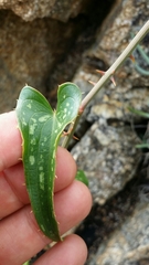 Smilax aspera