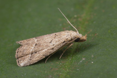 Luceria oculalis