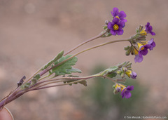 Phacelia gymnoclada